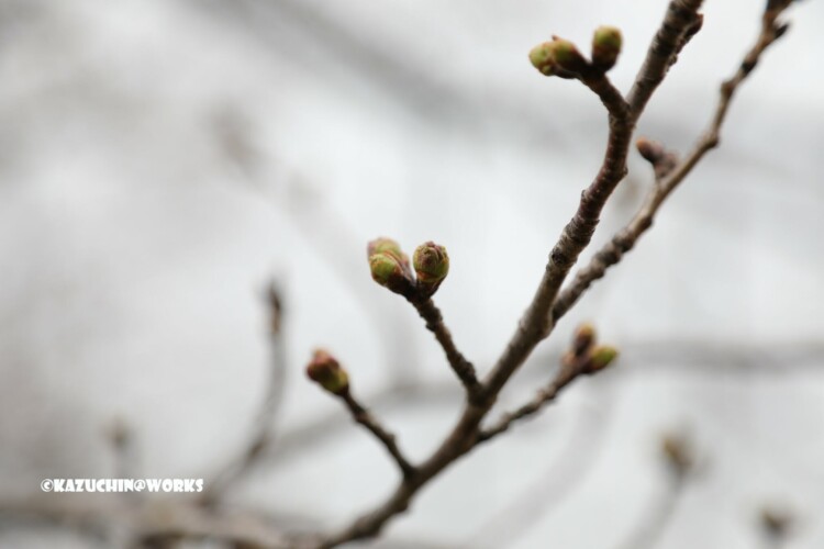 2019/03/21 もう少しな桜 01 2019/03/21 もう少しな桜 01