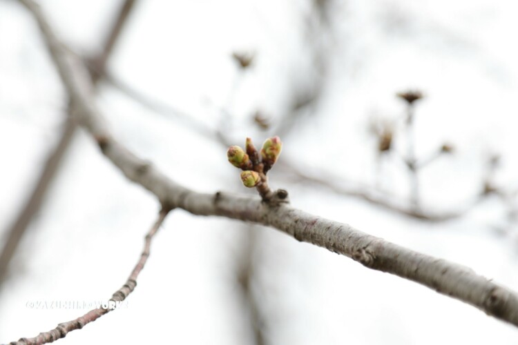 2019/03/21 もう少しな桜 02 2019/03/21 もう少しな桜 02