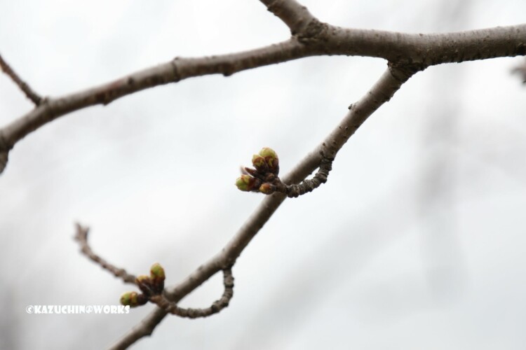 2019/03/21 もう少しな桜 03 2019/03/21 もう少しな桜 03