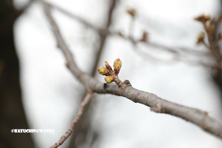 2019/03/21 もう少しな桜 04 2019/03/21 もう少しな桜 04