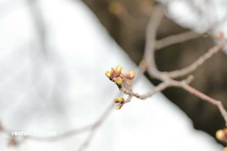2019/03/21 もう少しな桜 05 2019/03/21 もう少しな桜 05