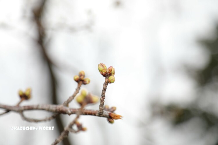 2019/03/21 もう少しな桜 06 2019/03/21 もう少しな桜 06