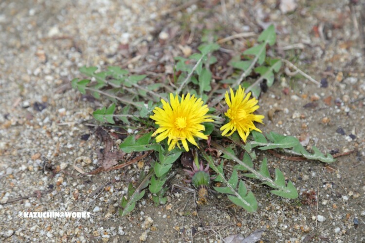 2019/03/21 公園に一輪 2019/03/21 公園に一輪