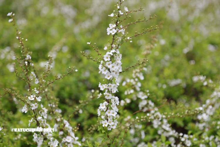 2019/03/21 公園の白い花たち 01 2019/03/21 公園の白い花たち 01