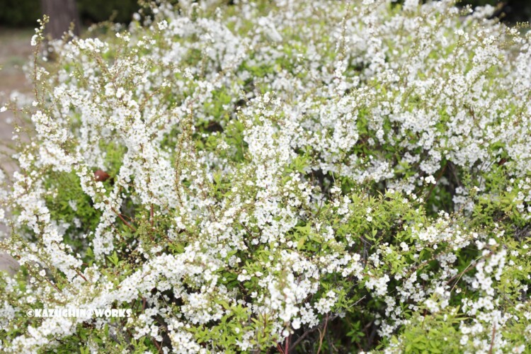 2019/03/21 公園の白い花たち 02 2019/03/21 公園の白い花たち 02