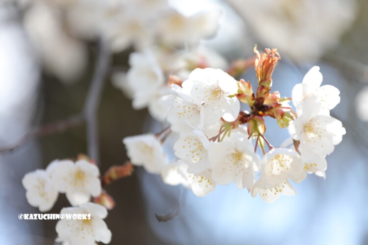 2019/03/24 公園の花たち 01 2019/03/24 公園の花たち 01