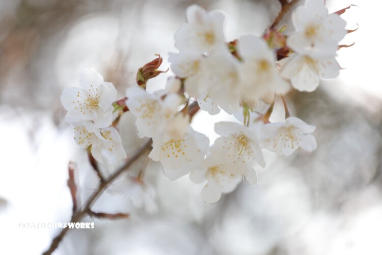 2019/03/24 公園の花たち 02 2019/03/24 公園の花たち 02