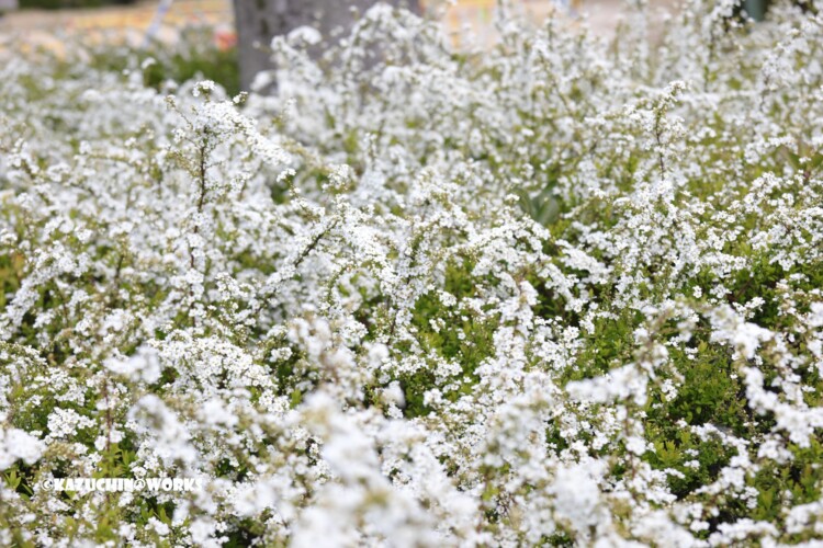 2019/03/24 公園の花たち 03 2019/03/24 公園の花たち 03