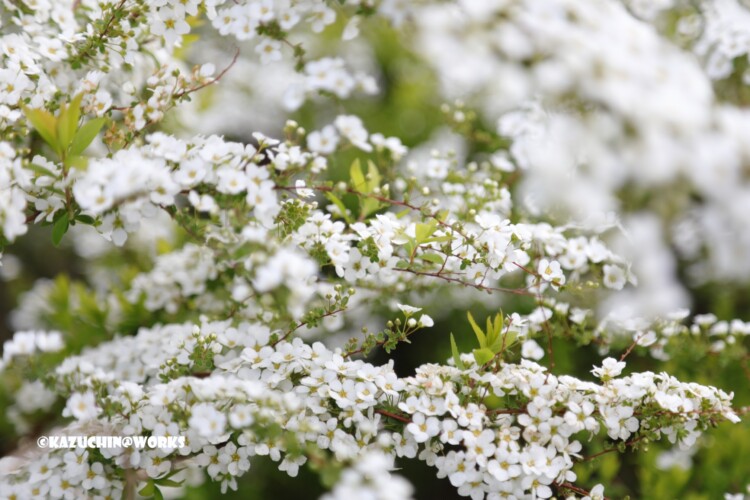 2019/03/24 公園の花たち 04 2019/03/24 公園の花たち 04