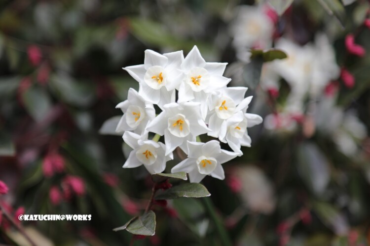 2019/03/24 近所の花たち 02 2019/03/24 近所の花たち 02