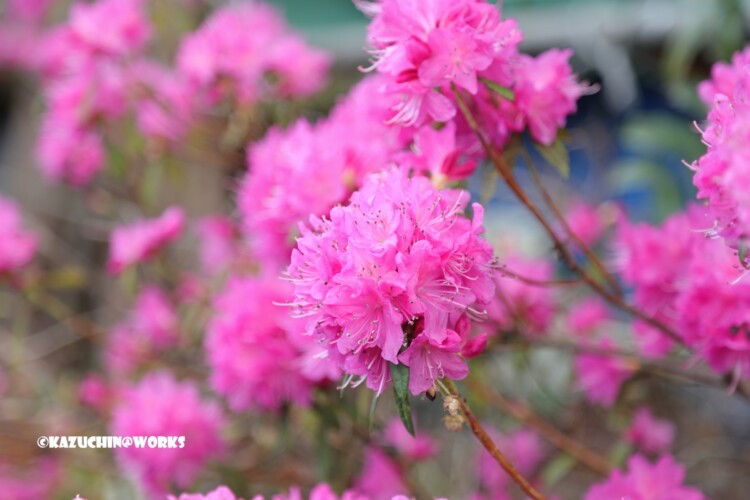 2019/03/24 近所の花たち 03 2019/03/24 近所の花たち 03