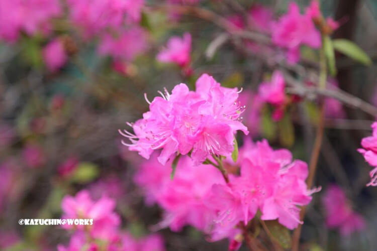 2019/03/24 近所の花たち 04 2019/03/24 近所の花たち 04