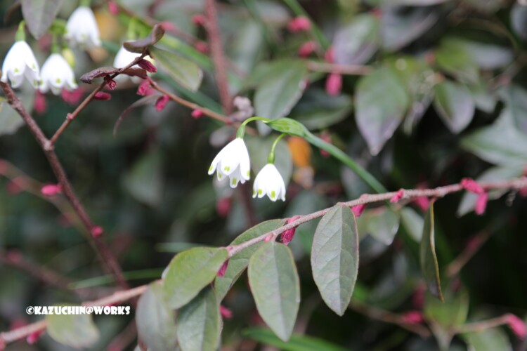 2019/03/24 近所の花たち 05 2019/03/24 近所の花たち 05