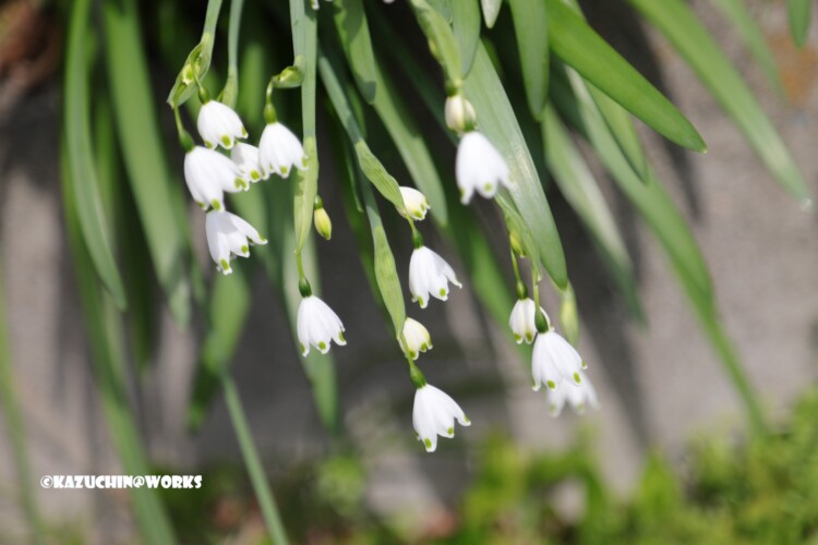 2019/03/24 近所の花たち 06 2019/03/24 近所の花たち 06