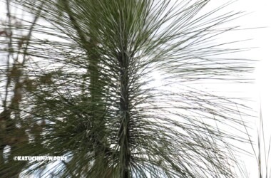 2019/03/24 近所の針山 2019/03/24 近所の針山