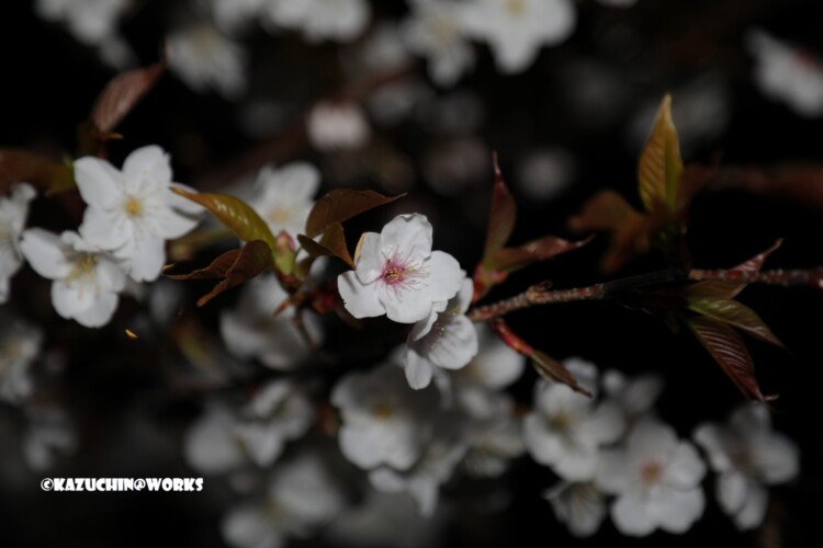 2019/03/27 夜偽桜 01 2019/03/27 夜偽桜 01