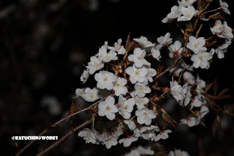 2019/03/27 夜偽桜 02 2019/03/27 夜偽桜 02