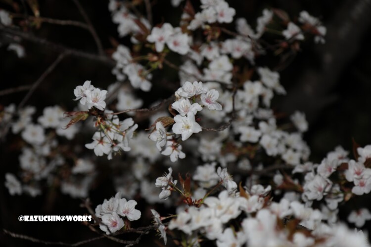 2019/03/27 夜偽桜 03 2019/03/27 夜偽桜 03