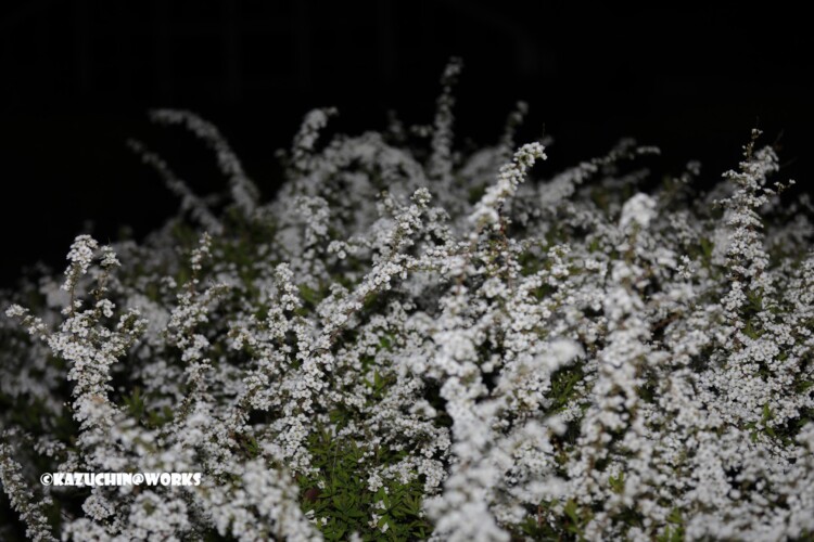 2019/03/27 夜安定白花 01 2019/03/27 夜安定白花 01