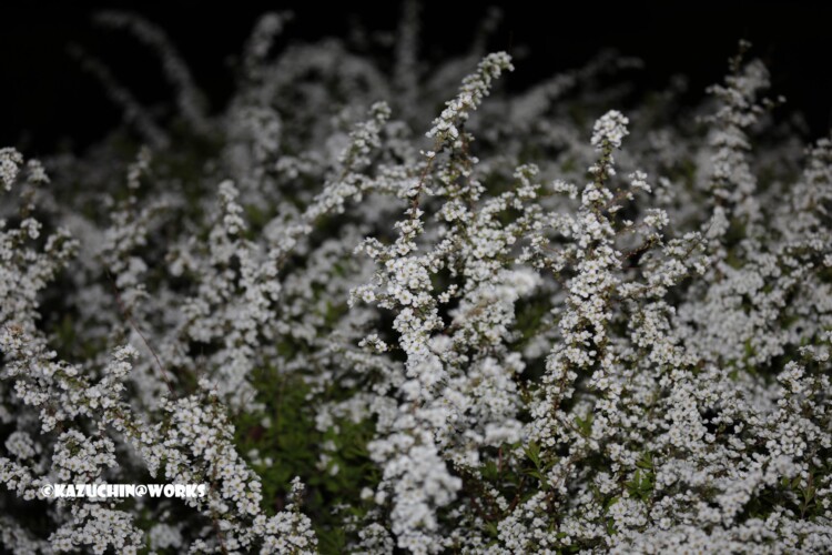 2019/03/27 夜安定白花 02 2019/03/27 夜安定白花 02