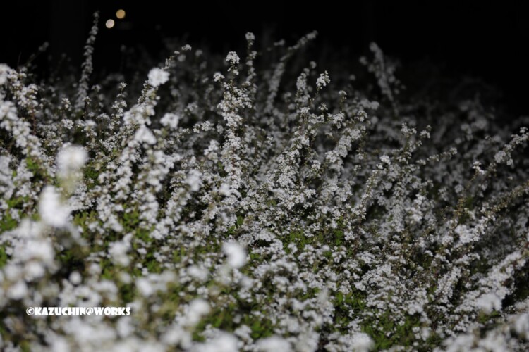 2019/03/27 夜安定白花 03 2019/03/27 夜安定白花 03