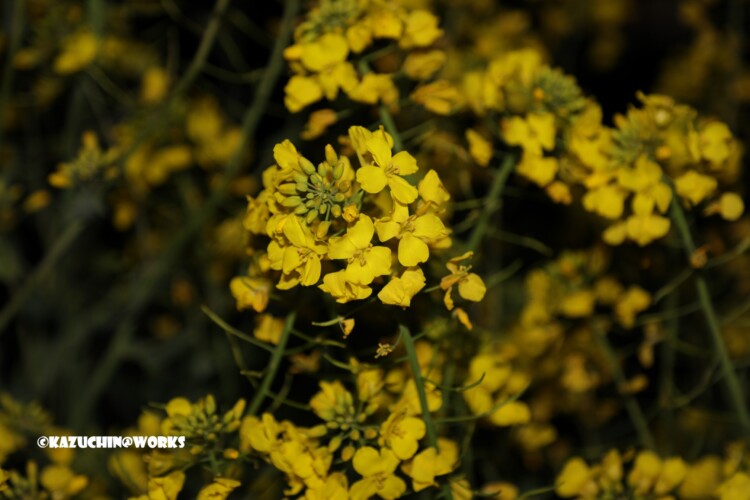 2019/03/27 夜菜花 01 2019/03/27 夜菜花 01