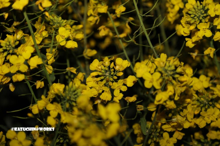 2019/03/27 夜菜花 02 2019/03/27 夜菜花 02