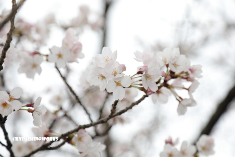 2019/03/30 週末桜 09 2019/03/30 週末桜 09