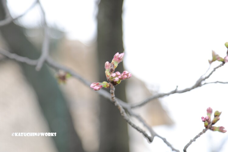 2019/03/30 週末桜 10 2019/03/30 週末桜 10