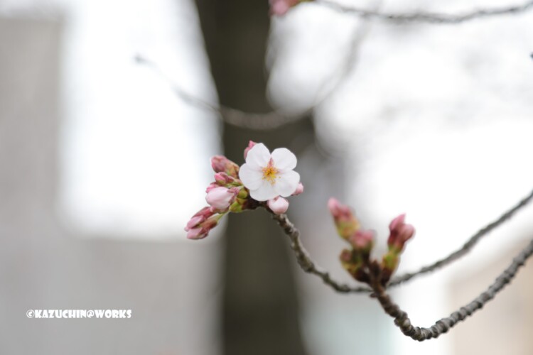 2019/03/30 週末桜 11 2019/03/30 週末桜 11