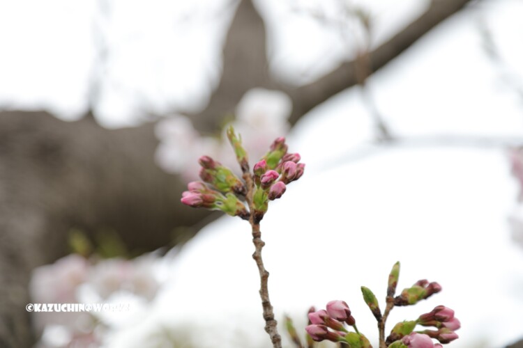 2019/03/30 週末桜 14 2019/03/30 週末桜 14