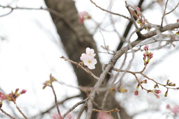 2019/03/30 週末桜 15 2019/03/30 週末桜 15