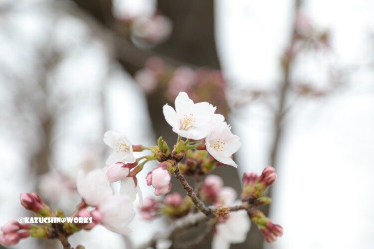 2019/03/30 週末桜 16 2019/03/30 週末桜 16