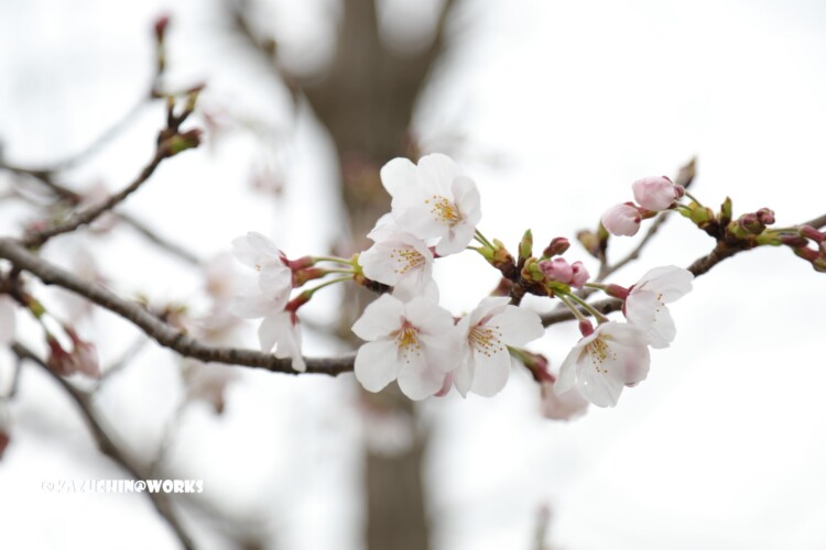 2019/03/30 週末桜 17 2019/03/30 週末桜 17