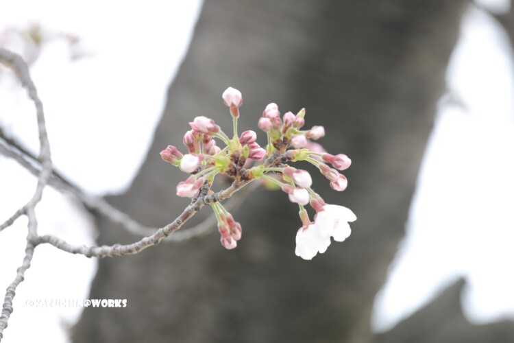 2019/03/30 週末桜 18 2019/03/30 週末桜 18