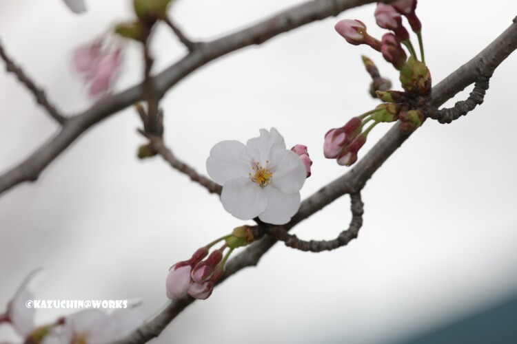 2019/03/30 週末桜 19 2019/03/30 週末桜 19