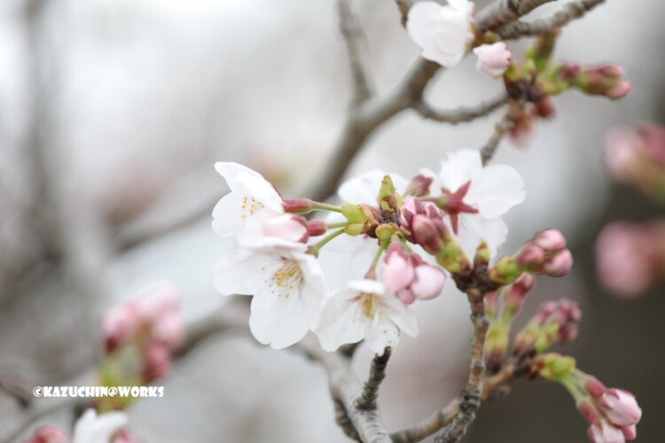 2019/03/30 週末桜 20 2019/03/30 週末桜 20