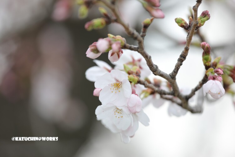 2019/03/30 週末桜 21 2019/03/30 週末桜 21