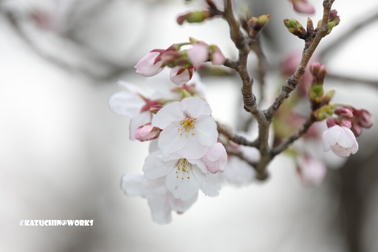 2019/03/30 週末桜 22 2019/03/30 週末桜 22