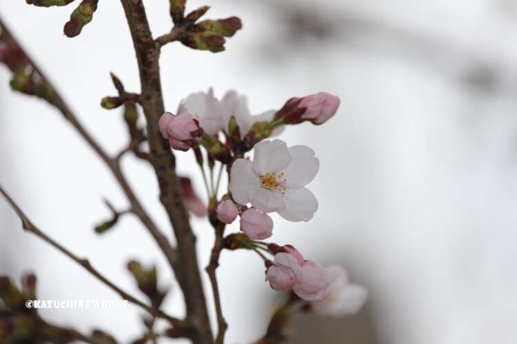 2019/03/30 週末桜 23 2019/03/30 週末桜 23