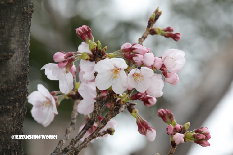 2019/03/30 週末桜 24 2019/03/30 週末桜 24