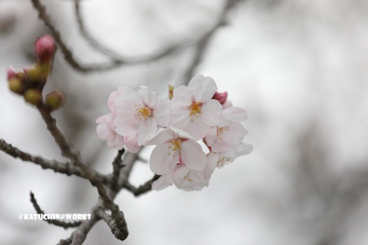 2019/03/30 週末桜 25 2019/03/30 週末桜 25