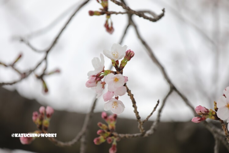 2019/03/30 週末桜 26 2019/03/30 週末桜 26