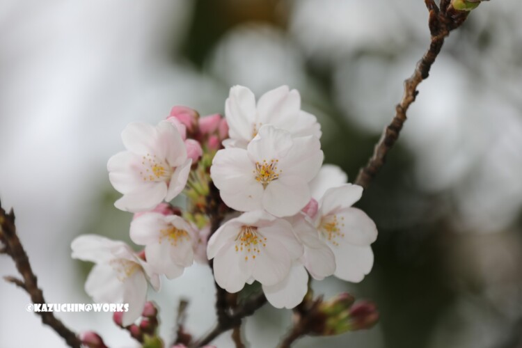 2019/03/30 週末桜 27 2019/03/30 週末桜 27