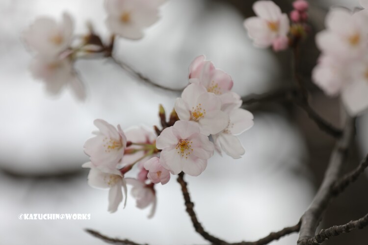 2019/03/30 週末桜 28 2019/03/30 週末桜 28