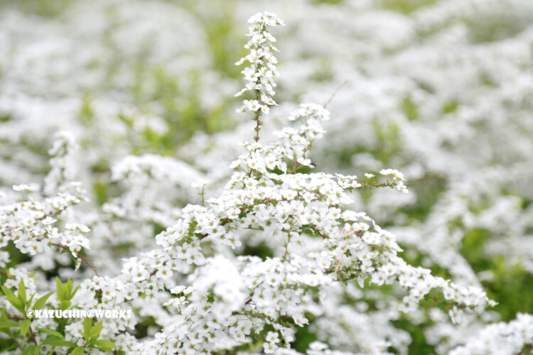 2019/03/30 安定の白花 01 2019/03/30 安定の白花 01