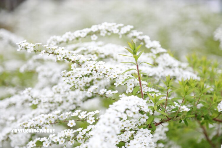 2019/03/30 安定の白花 02 2019/03/30 安定の白花 02