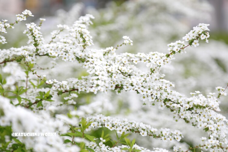2019/03/30 安定の白花 03 2019/03/30 安定の白花 03