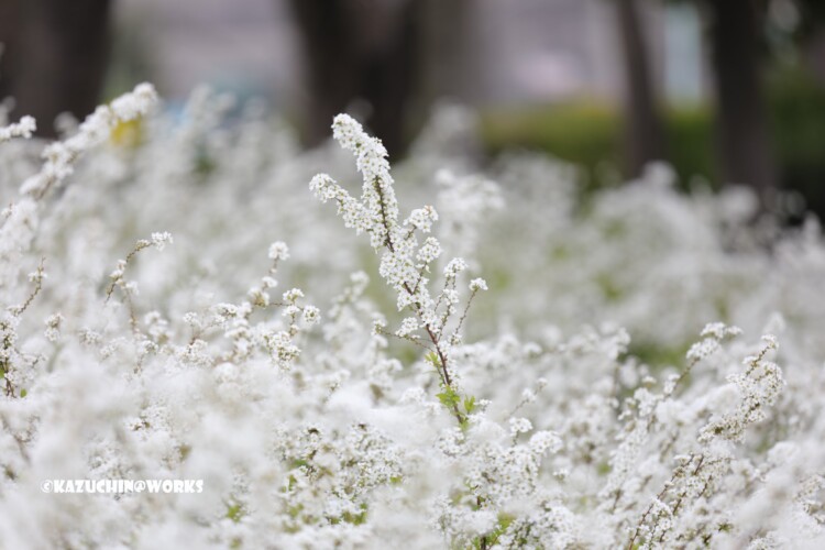 2019/03/30 安定の白花 04 2019/03/30 安定の白花 04
