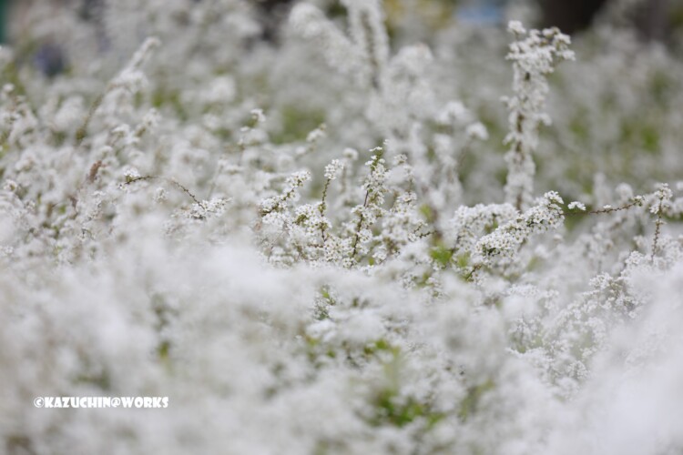 2019/03/30 安定の白花 05 2019/03/30 安定の白花 05